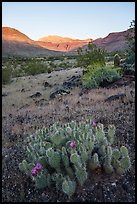 Cactus in bloom, sunrise on cliffs, Whitmore Wash. Grand Canyon-Parashant National Monument, Arizona, USA ( color)