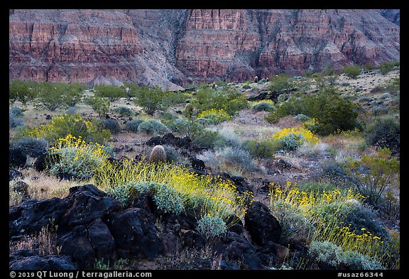 Brittlebush in bloom and Grand Canyon walls, Whitmore Wash. Grand Canyon-Parashant National Monument, Arizona, USA