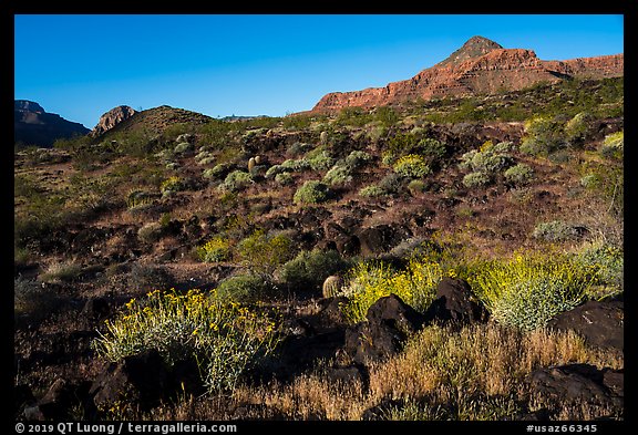 Whitmore Wash with Brittlebush in bloom. Grand Canyon-Parashant National Monument, Arizona, USA (color)