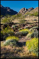 Brittlebush in bloom. Grand Canyon-Parashant National Monument, Arizona, USA ( color)