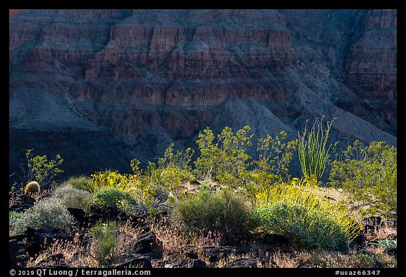 Desert plans and Grand Canyon wall. Grand Canyon-Parashant National Monument, Arizona, USA