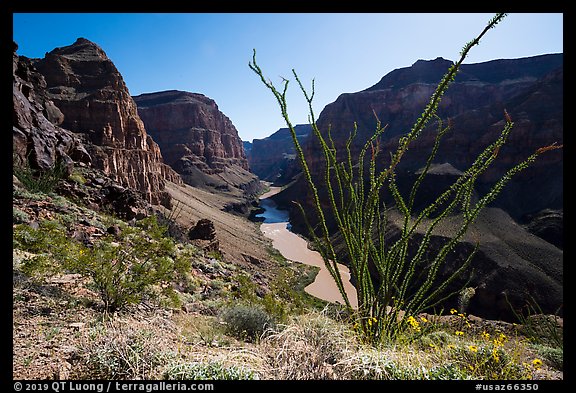 Ocotillo and Colorado River and Whitmore Wash. Grand Canyon-Parashant National Monument, Arizona, USA (color)