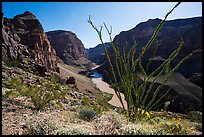 Ocotillo and Colorado River and Whitmore Wash. Grand Canyon-Parashant National Monument, Arizona, USA ( color)