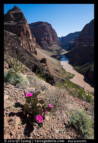 Cactus in bloom above Grand Canyon Whitmore Canyon Overlook. Grand Canyon-Parashant National Monument, Arizona, USA