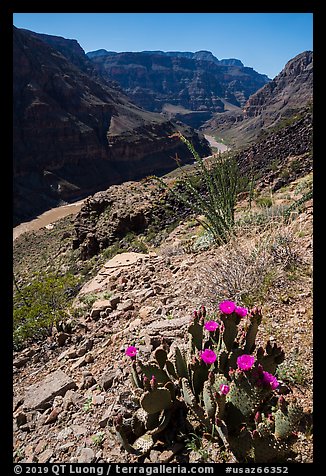Cactus in bloom and Colorado River at Whitmore Wash. Grand Canyon-Parashant National Monument, Arizona, USA (color)