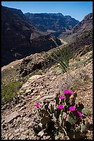 Cactus in bloom and Colorado River at Whitmore Wash. Grand Canyon-Parashant National Monument, Arizona, USA ( color)