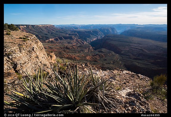 Yucca and Northwest Grand Canyon. Grand Canyon-Parashant National Monument, Arizona, USA (color)
