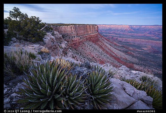 Succulents on Grand Canyon Rim at dusk. Grand Canyon-Parashant National Monument, Arizona, USA