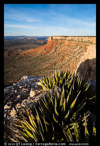 Succulents on Grand Canyon Rim, Twin Point. Grand Canyon-Parashant National Monument, Arizona, USA