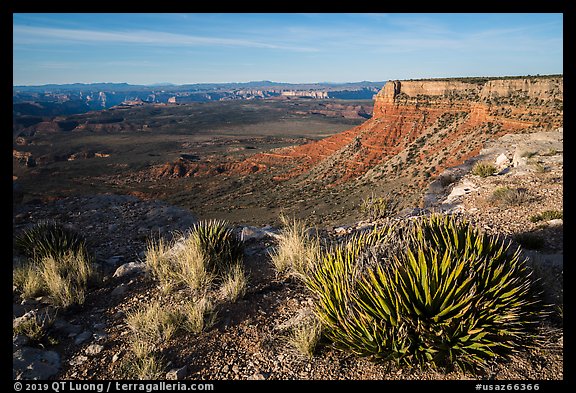 Grand Canyon Rim with succulents, Twin Point. Grand Canyon-Parashant National Monument, Arizona, USA