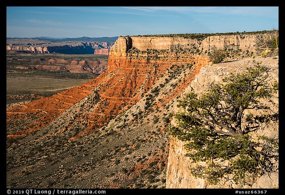 Grand Canyon Rim with tree, Twin Point. Grand Canyon-Parashant National Monument, Arizona, USA (color)