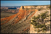 Grand Canyon Rim with tree, Twin Point. Grand Canyon-Parashant National Monument, Arizona, USA ( color)