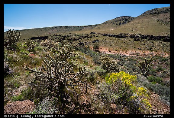 Cactus and Brittlebush, Grand Wash Area. Grand Canyon-Parashant National Monument, Arizona, USA (color)