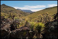 Cactus, Grand Wash Area. Grand Canyon-Parashant National Monument, Arizona, USA ( color)