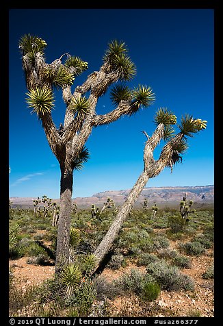 Joshua Tree with seed. Grand Canyon-Parashant National Monument, Arizona, USA (color)