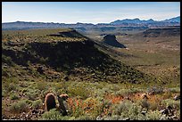 Mojave Desert landscape. Grand Canyon-Parashant National Monument, Arizona, USA ( color)