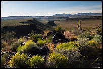 Brittlebush, Mojave Desert. Grand Canyon-Parashant National Monument, Arizona, USA ( color)