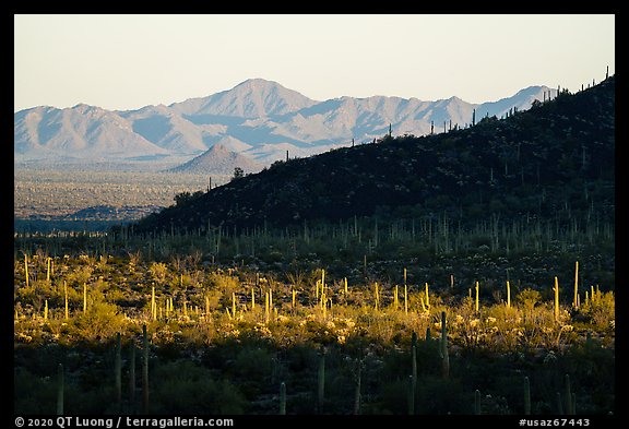 Dense saguaro cactus forest and ridges at sunrise, Table Mountain Wilderness. Sonoran Desert National Monument, Arizona, USA (color)