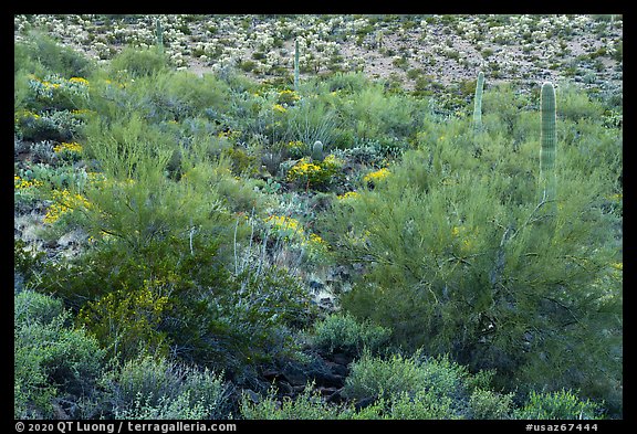 Lush vegetation, Table Mountain Wilderness. Sonoran Desert National Monument, Arizona, USA (color)
