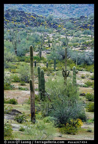 Saguaro cacti in springtime, Margies Cove. Sonoran Desert National Monument, Arizona, USA (color)