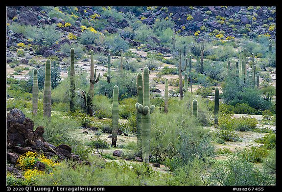 Saguaro cactus in the spring, Margies Cove. Sonoran Desert National Monument, Arizona, USA (color)