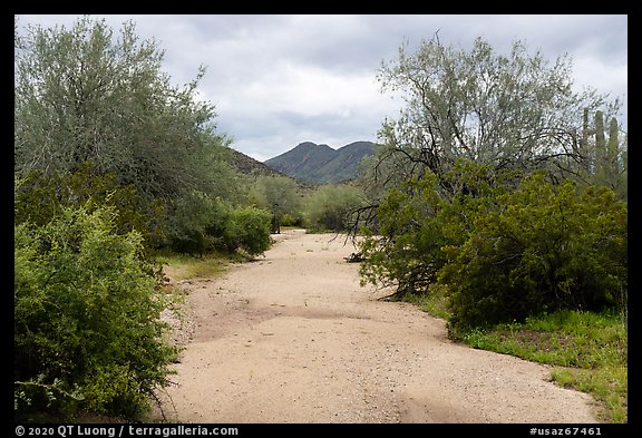 Desert Wash bordered by lush vegetation, Margies Cove. Sonoran Desert National Monument, Arizona, USA