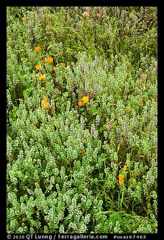 Cloakferns (Notholaena aurea) and flowers. Sonoran Desert National Monument, Arizona, USA (color)