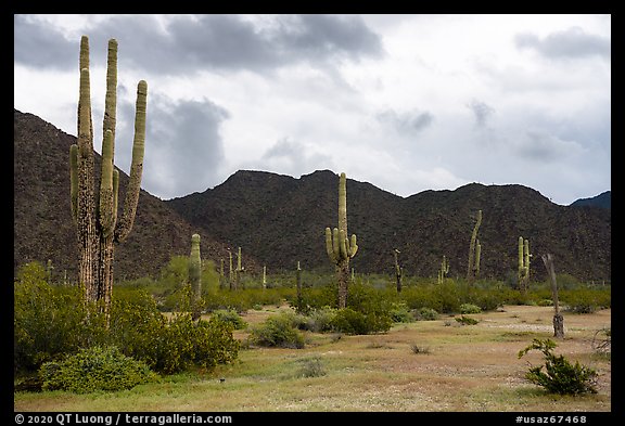 Tall Saguaro cactus, Margies Cove. Sonoran Desert National Monument, Arizona, USA