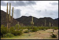 Tall Saguaro cactus, Margies Cove. Sonoran Desert National Monument, Arizona, USA ( color)