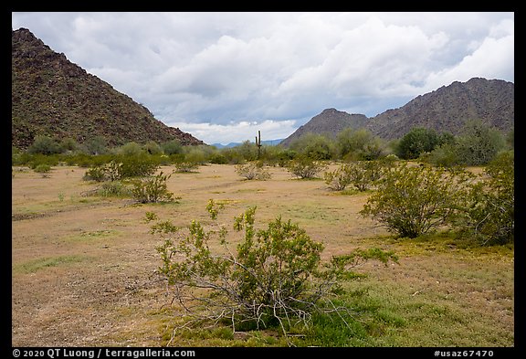 Grassy desert flat, North Maricopa Mountains. Sonoran Desert National Monument, Arizona, USA (color)