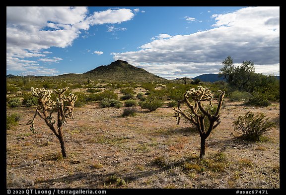 Buckhorn Cholla Cactus and Lost Horse Peak. Sonoran Desert National Monument, Arizona, USA