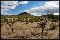 Buckhorn Cholla Cactus and Lost Horse Peak. Sonoran Desert National Monument, Arizona, USA ( color)