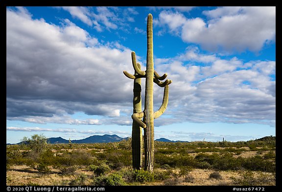 Saguaro Cactus and Vekol Valley. Sonoran Desert National Monument, Arizona, USA