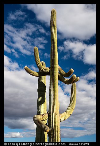 Saguaro Cacti and clouds. Sonoran Desert National Monument, Arizona, USA (color)