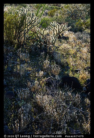 Backlit Buckhorn Cholla Cactus. Sonoran Desert National Monument, Arizona, USA