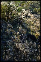 Backlit Buckhorn Cholla Cactus. Sonoran Desert National Monument, Arizona, USA ( color)
