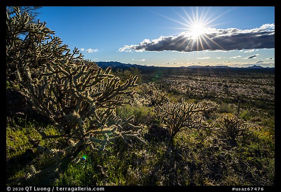 Buckhorn Cholla Cactus and sun. Sonoran Desert National Monument, Arizona, USA