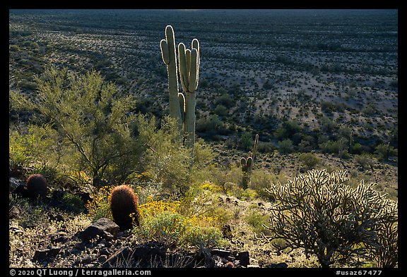 Barrel, Cholla and Saguaro cacti on hillside. Sonoran Desert National Monument, Arizona, USA