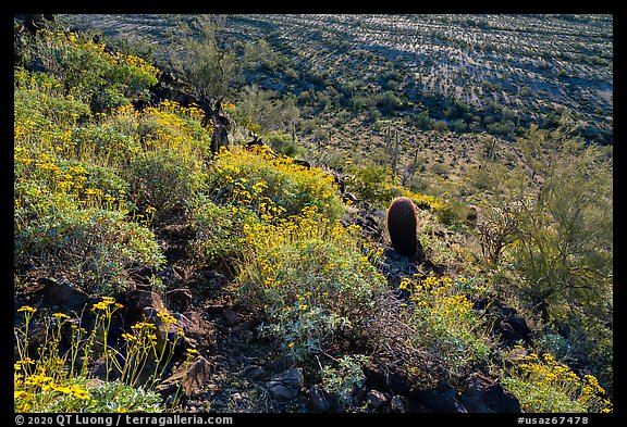 Brittlebush in bloom on Lost Horse Peak. Sonoran Desert National Monument, Arizona, USA (color)