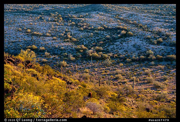 Slope with desert shrubs overlooking plain with saguaro cactus. Sonoran Desert National Monument, Arizona, USA