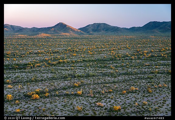 Saguaro cactus and shrubs in Vekol Valley at sunset. Sonoran Desert National Monument, Arizona, USA (color)