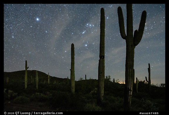 Saguaro cactus and Javelina Mountains under stary sky with Orion. Sonoran Desert National Monument, Arizona, USA