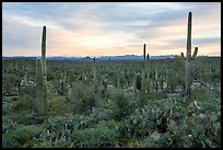 Dense cactus forest at sunrise with distant South Maricopa Mountains. Sonoran Desert National Monument, Arizona, USA ( color)