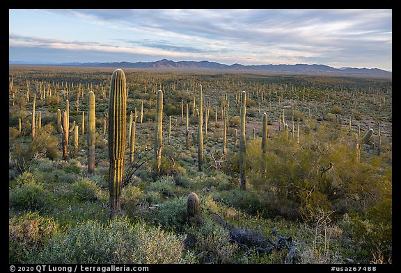 Dense Saguaro cactus forest at sunrise with distant South Maricopa Mountains. Sonoran Desert National Monument, Arizona, USA