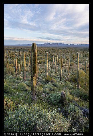 Dense Saguaro cactus forest at sunrise with distant South Maricopa Mountains. Sonoran Desert National Monument, Arizona, USA (color)