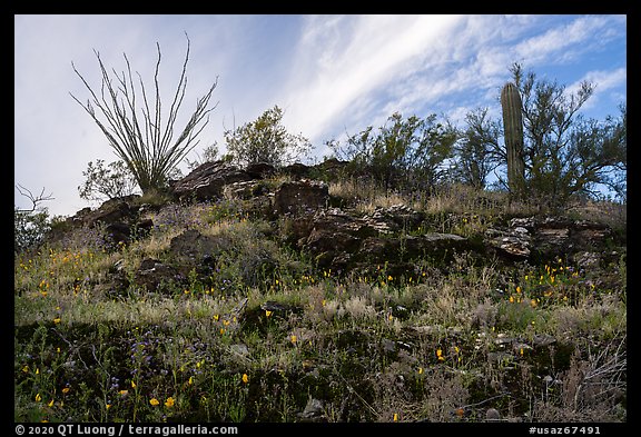 Rocky hillside with wildflowers, ocotillo and cactus. Sonoran Desert National Monument, Arizona, USA