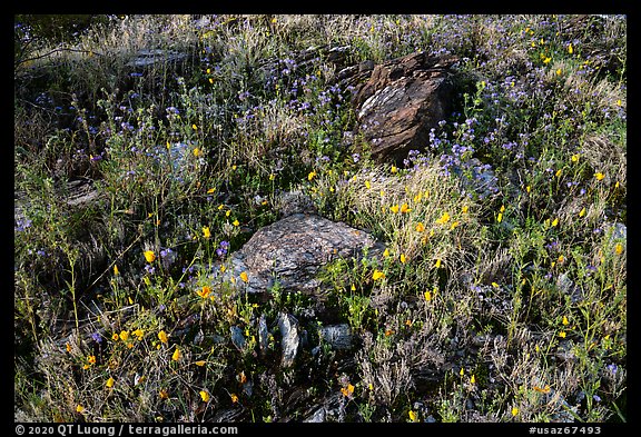 Close-up of rocks and annual wildflowers. Sonoran Desert National Monument, Arizona, USA