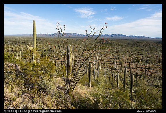 Ocotillo, bajada with dense Saguaro forest, South Maricopa Mountains. Sonoran Desert National Monument, Arizona, USA (color)