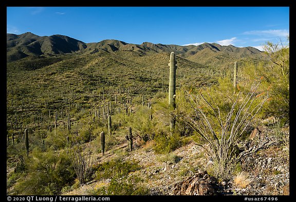 Sand Tank Mountains. Sonoran Desert National Monument, Arizona, USA