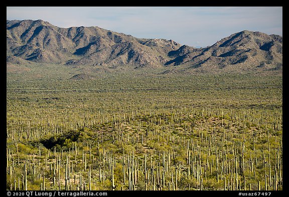 Plain with dense stands of Saguaro cactus and South Maricopa Mountains. Sonoran Desert National Monument, Arizona, USA (color)